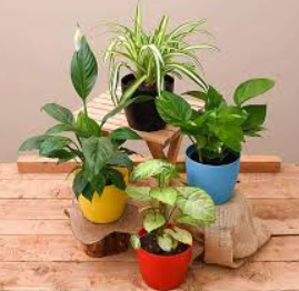 {Loot} Nursery Live - Get 4 Free Jasmine Plants For All